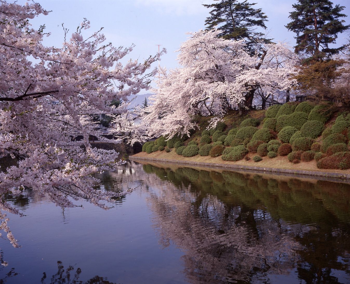 松が岬公園（上杉神社）の桜が4月17日開花しました！ | 米沢観光ナビ